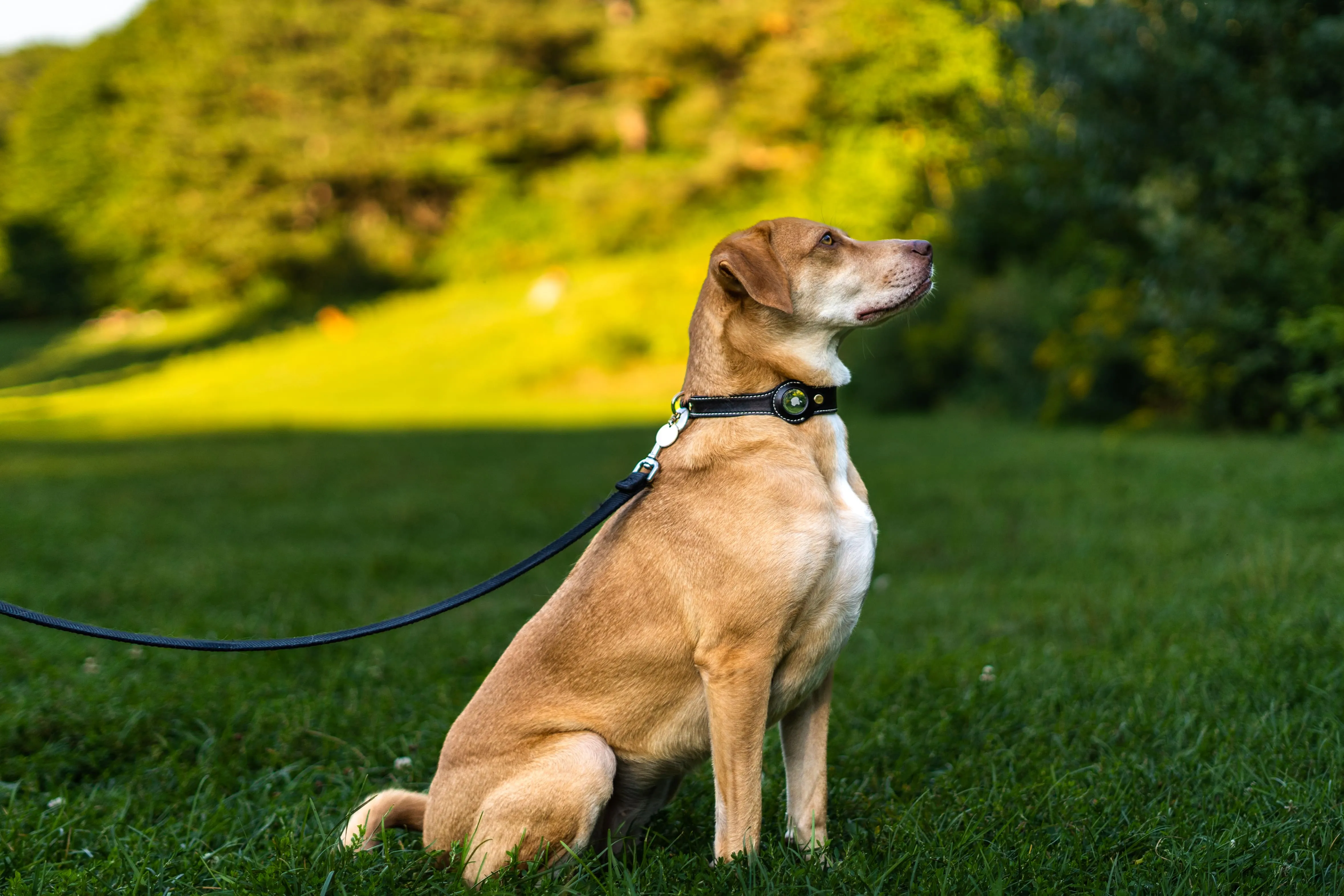 AirTag Leather Collar - Style A