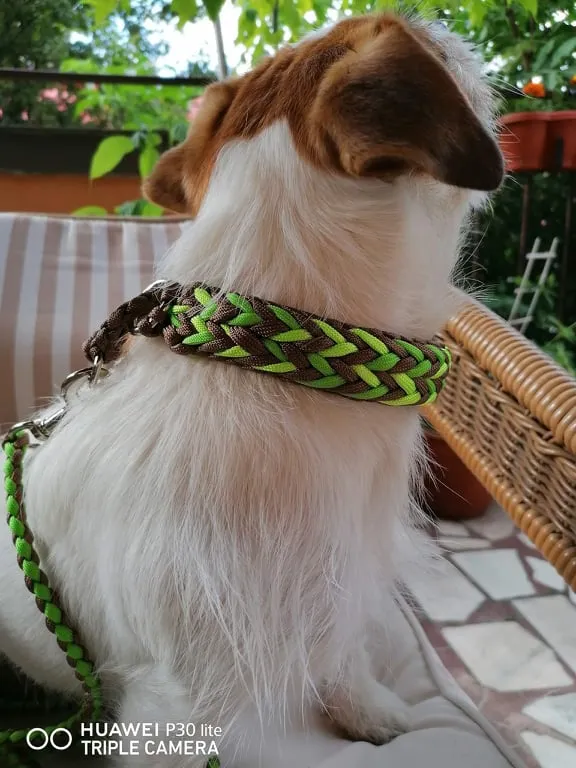 Arrow braid Dog collar