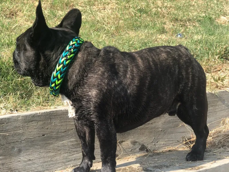 Arrow braid Dog collar