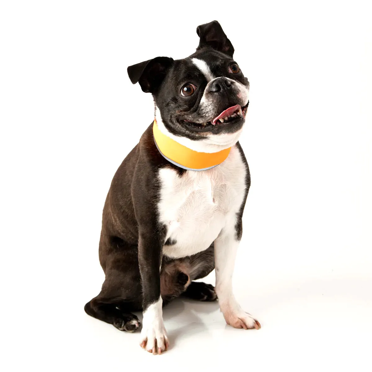 Cooler Dog Hi-Vis Cooling Dog Collar - Orange