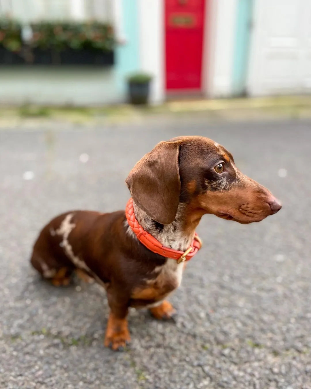 FERDINANDO - Dog Leather Collar