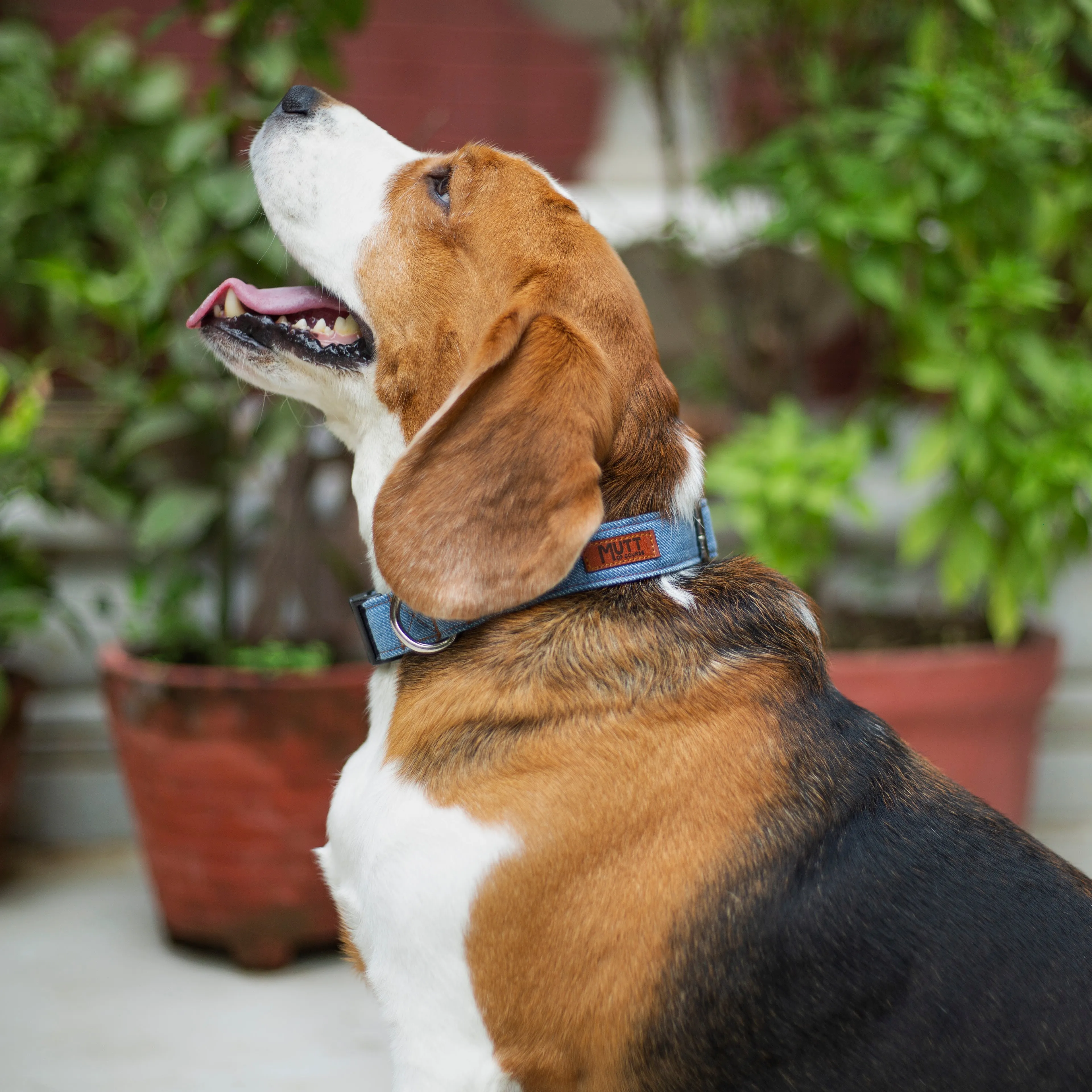 Light Blue Denim Collar   Leash Set