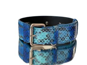 Luxury Pet Fashion Blue/Turquoise Snakeskin Collar/Classic Silver Hardware