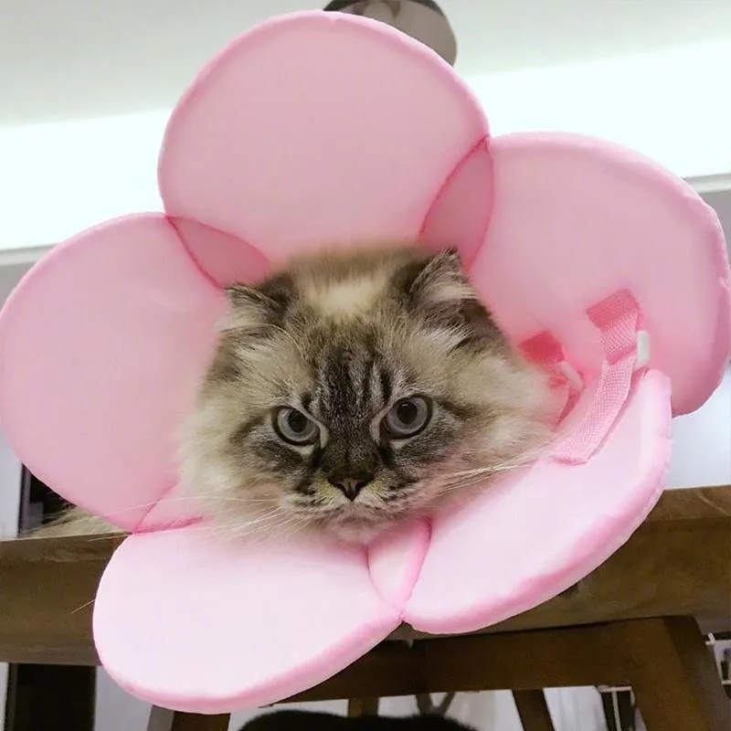 Pet Recovery Elizabethan Collar - Pink
