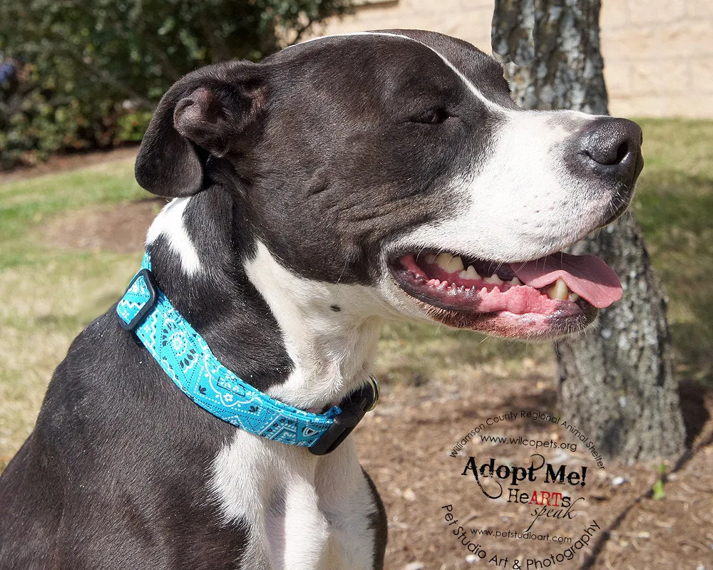 Sky Blue Paisley Bandana Print Dog Collar