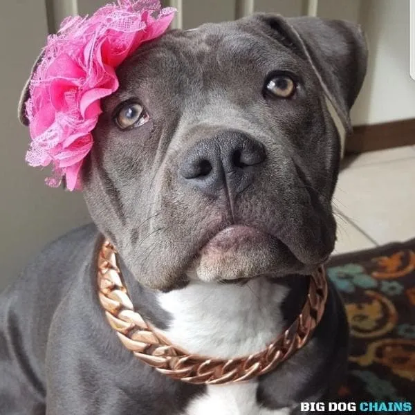 THE CUBAN ROSE