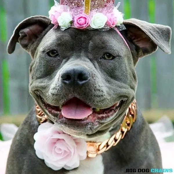 THE CUBAN ROSE