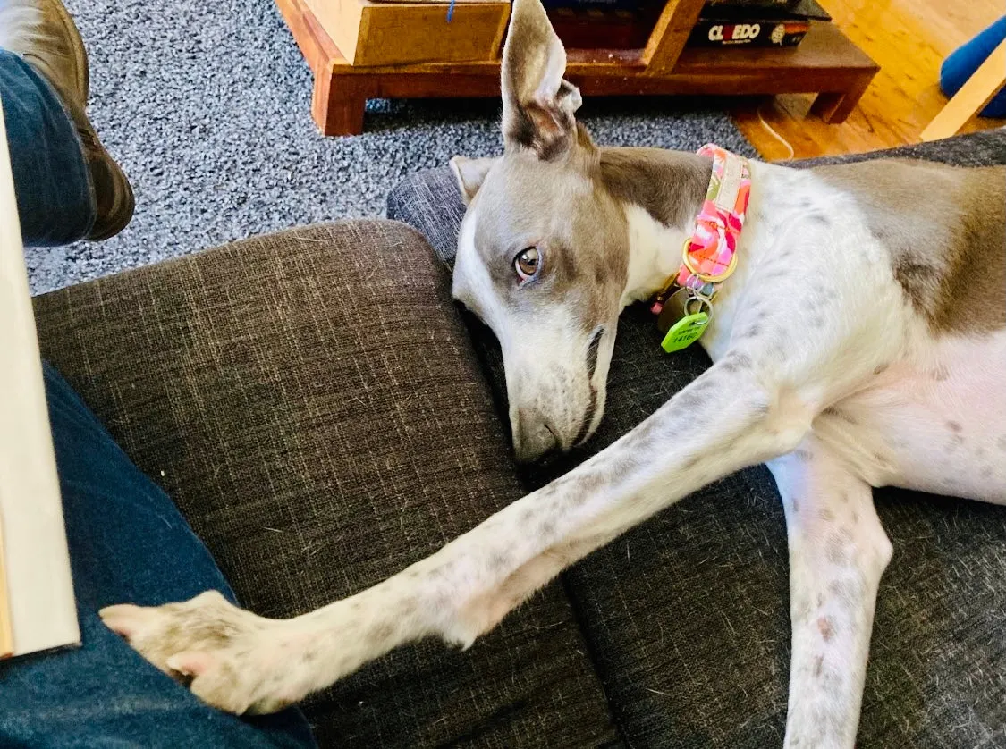 The 'Peony Flowers' Collar
